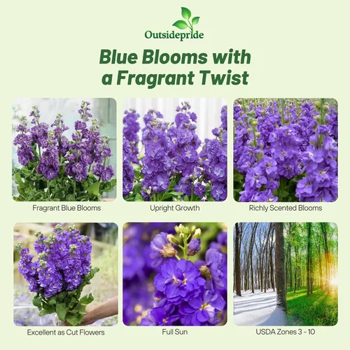 Miniatura 2 de Outsidepride Ten Week Blue Mattiola Stock Seeds – 1000 semillas anuales de flores para plantar con flores fragantes que atraen a los polinizadores