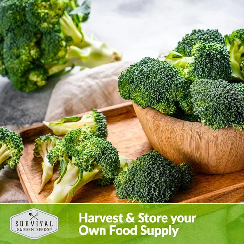 Miniatura 5 de Green Sprouting - Semillas de brócoli Calabrese para plantar, variedad de reliquia para huertos domésticos, cultivo de alto rendimiento, clima