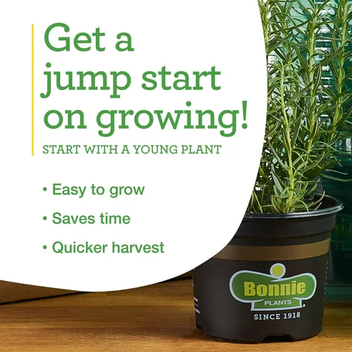 Miniatura 8 de Bonnie Plants Plantas vegetales vivas de pimiento verde, paquete de 4, sin OMG, plantas de 2 a 3 pies, tamaño de pimienta de 4.5 x 4 pulgadas