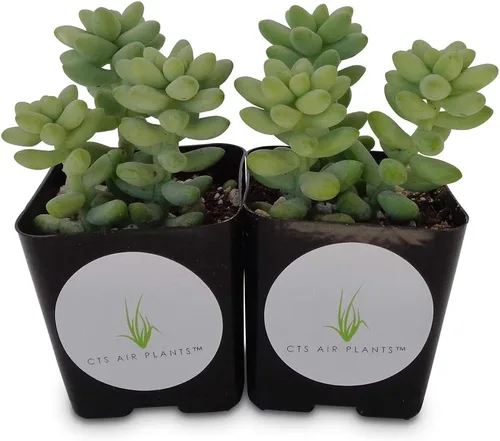 Miniatura 2 de Donkey Tail Succulents Cluster Sedum Morganianum Hybrid (paquete de 2 macetas de 2 pulgadas)