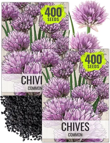 Seed Needs Semillas de cebollino para plantar cebollino común, semillas de hierbas sin OMG y sin tratar para plantar un jardín de hierbas culinarias