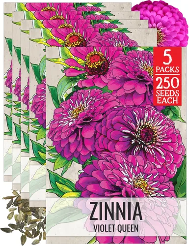 Miniatura 41 de Seed Needs California Giants - Semillas de zinnia – 250 semillas tradicionales para plantar Zinnia elegans – Cultiva flores anuales polinizadas