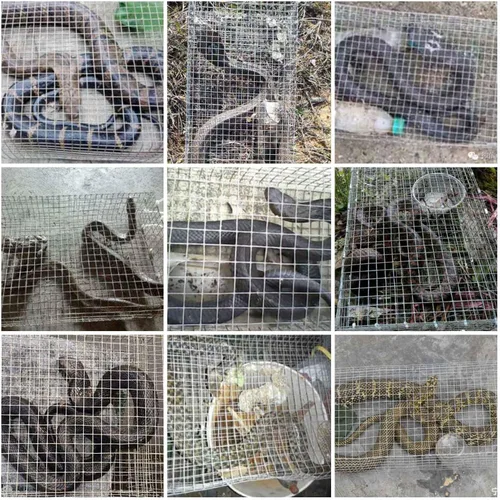 Miniatura 2 de AmazingTraps The Amazing Humane Snake Trap - Atrapa y libera todo tipo de serpientes - Reutilizable!