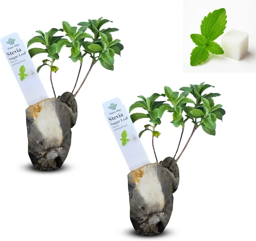 Miniatura 39 de Hibisco Rosa. rosa-sinensis. Planta Viva - Hibisco Tropical Floreciente, Flores Bonitas, Usado en Té y Jugo (2 Plantas de Hibisco Rosa)