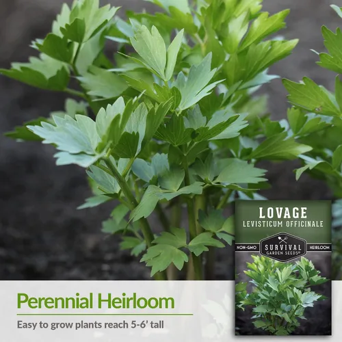 Miniatura 3 de Survival Garden Seeds - Semilla de apio para plantar - 1 paquete con instrucciones para plantar y cultivar hierba culinaria perenne Levisticum