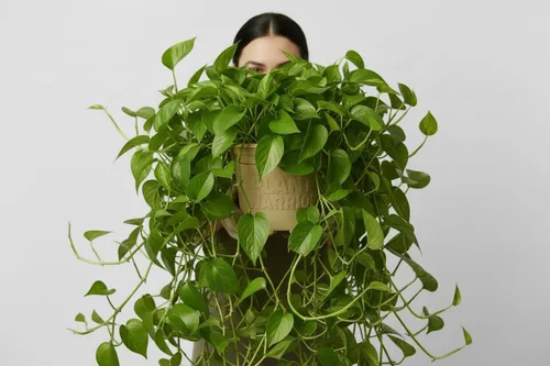 Miniatura 5 de Compañero para amantes de las plantas. Juego múltiple de 12. Raíces de poda de aire, evita la pudrición de las raíces y el riego excesivo. Plantas