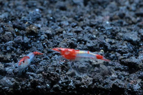 Miniatura 17 de Camarones vivos de acuario de agua dulce - Neocaridina (Carbon Rili, 10 unidades)