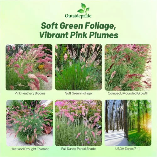 Miniatura 2 de Outsidepride - 50 semillas de la hierba ornamental perenne Rhynchelytrum Ruby para sembrar