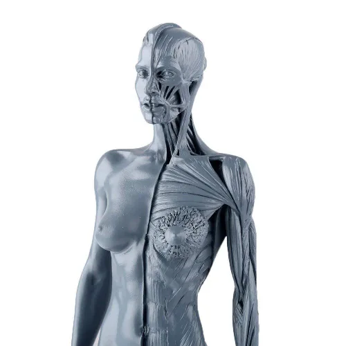 Miniatura 6 de Dental Nueva Anatomía Anatómica Femenina Cráneo Cabeza Cuerpo Modelo Músculo Hueso (11.8 in) Altura