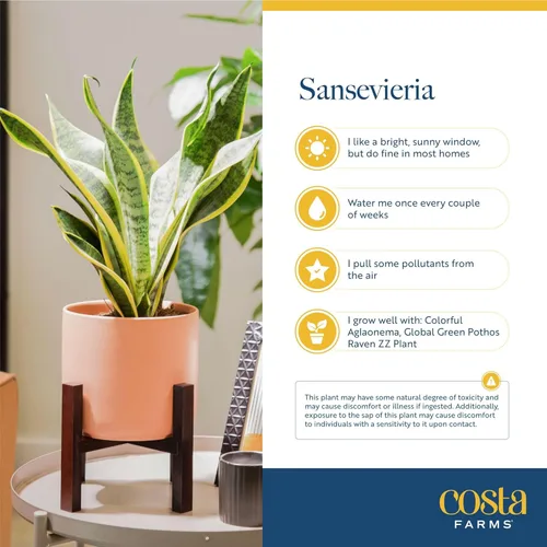 Miniatura 5 de Costa Farms - Planta de la serpiente o sansevieria de interior viva, fácil de cultivar, en maceta decorativa con tierra, decoración cumpleaños