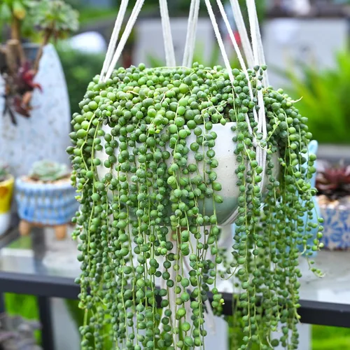 Miniatura 5 de Cadena de perlas (10 cm), plantas suculentas vivas, plantas suculentas completamente enraizadas en macetas con tierra, planta de interior de fácil