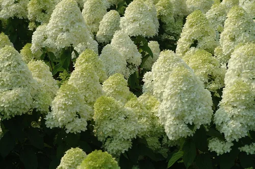 Miniatura 3 de Limelight Hydrangea Paniculata - Planta viva enviada de 1 a 2 pies de alto por DAS Farms