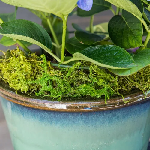 Miniatura 2 de SuperMoss Musgo forestal preservado perfecto para plantas de interior, manualidades y decoración, verde fresco, 4 onzas