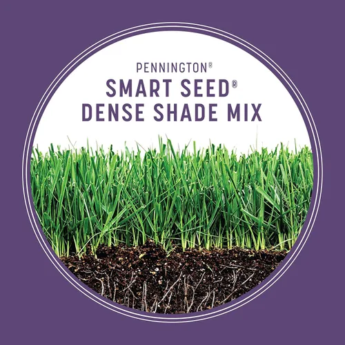 Miniatura 5 de Pennington Smart Seed - Mezcla de semillas para césped denso, 3 libras
