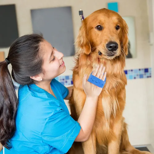 Miniatura 6 de Cepillo para aseo de perro, cepillo de baño con champú para mascotas Lilpep, peine de goma para masaje relajante con mango de anillo ajustable