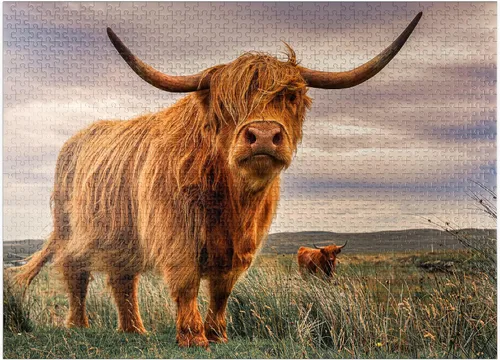 Miniatura 9 de MyPuzzle Strict Pair of Highland Cows Caught On The North Coast of Scotland - Rompecabezas prémium de 100 piezas para adultos