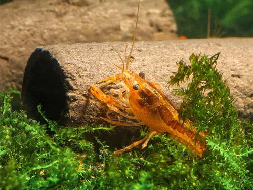 Miniatura 5 de GlasGarten Cuevas crujientes - Sabrosas cuevas/tubos comestibles (tamaño S - 3 piezas)