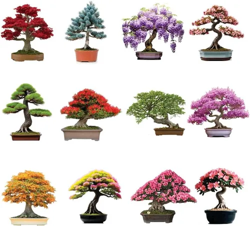 Kit de 12 semillas de árbol bonsái, más de 300 semillas, arce rojo, abeto azul, flor de cerezo, glicina, pino negro, llama, olmo chino, lila