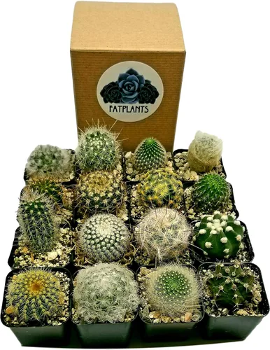 Miniatura 10 de Fatplants - Mini plantas de cactus vivas (paquete de 4), plantas de cactus de interior, plantas de cactus vivos, decoración de cactus vivos, plantas