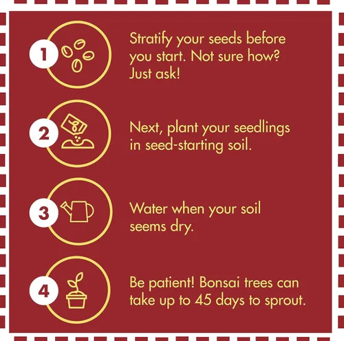 Miniatura 3 de Kit de árbol bonsái – Cultiva 5 especies de árbol bonsái con nuestro kit de plantas todo en uno: macetas de bonsái y pellets de turba, incluyendo un