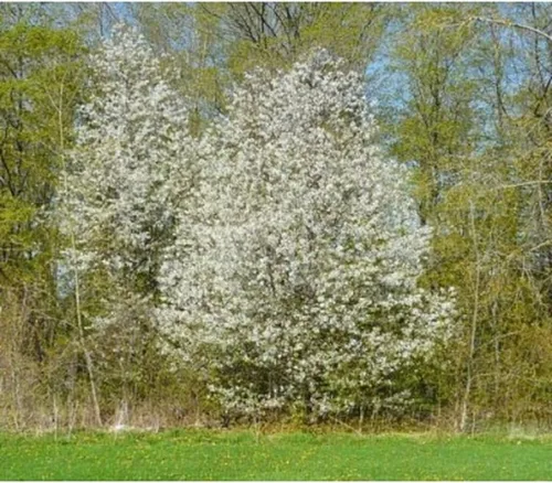 Miniatura 6 de Pin Cherry Tree Semillas Premium Prunus pensylvanica 'Spring' Plants' (Premium Seeds, 5)