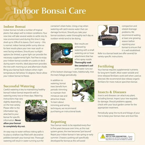 Miniatura 4 de Brussel's Bonsai Live Gensing - Árbol bonsái de interior de Ficus injertado, 4 años, de 6 a 8 pulgadas de alto con maceta de plástico, pequeño