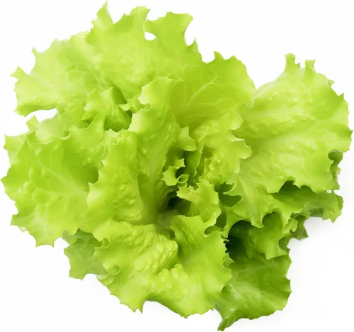 Miniatura 13 de Más de 1000 semillas de lechuga Tom Thumb Heirloom, cultivadas en Estados Unidos sin OMG, cultivadas en Estados Unidos, lechuga en miniatura de 5
