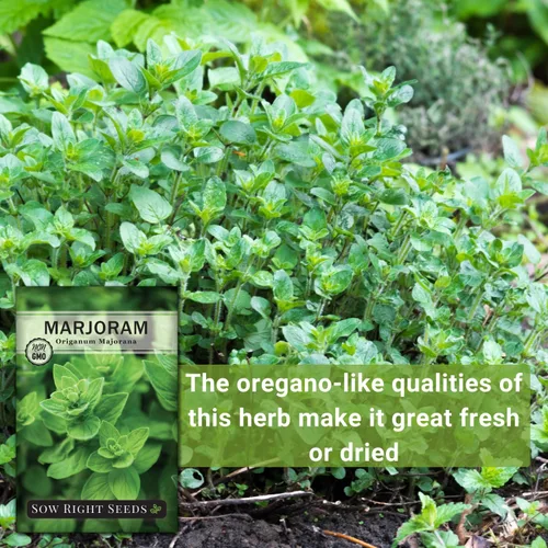 Miniatura 5 de Sow Right Seeds - Semillas de mejorana para plantina - Paquete de reliquia sin OMG con instrucciones para cultivar un hermoso jardín de hierbas