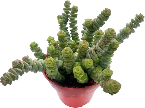 Miniatura 26 de Cotyledon Pendens de 4 pulgadas, suculenta viva completamente enraizada en macetas con mezcla de tierra, planta doméstica rara para la decoración