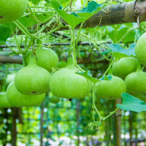 Semillas de calabaza de botella redonda india para plantar, semillas de verduras fáciles de cultivar para el jardín del hogar, jardinería de