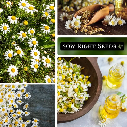 Miniatura 4 de Sow Right Seeds - Semillas de manzanilla romana para plantar - Paquete de reliquia sin OMG con instrucciones para cultivar un jardín de té