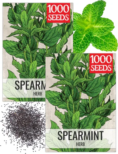 Miniatura 11 de Seed Needs, Semillas de menta – 1000 semillas tradicionales para plantar Mentha piperita – Hierba medicinal/culinaria, sin OMG y sin tratar – Ideal