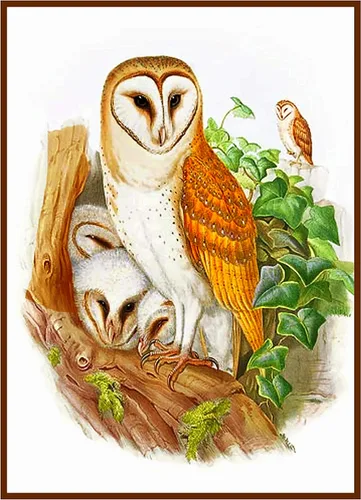 Miniatura 9 de Canguros australianos John Gould Counted Patrón de punto de cruz