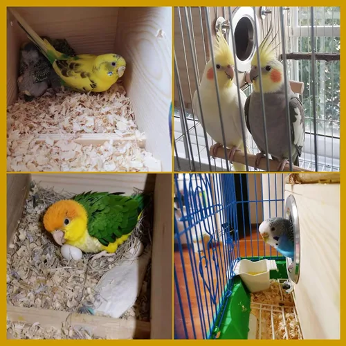 Miniatura 6 de kathson Caja nido de cacatúas, casa nido de periquitos de madera, cajas de apareamiento de loros, caja anidable de pájaros para periquitos, conure