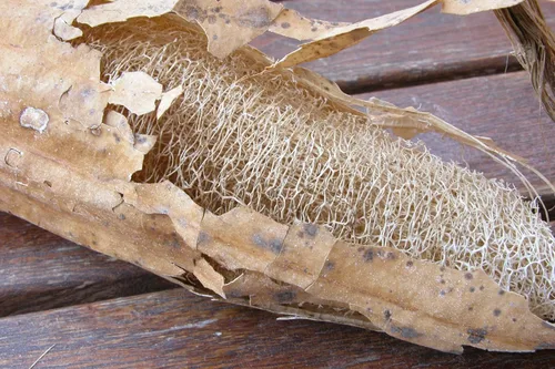 Miniatura 4 de TomorrowSeeds - Semillas de calabaza Luffa lisas de tres hojas - Más de 10 unidades - para plantar 2025 esponja lisa mediana ancha pepino polinizado