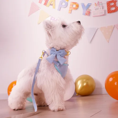 Miniatura 4 de Didog Lindo Arnés para Perro Pequeño con Collar y Correa con Moño, Arnés para Cachorros de Malla Suave y Transpirable Acolchado, Arnés para Perros