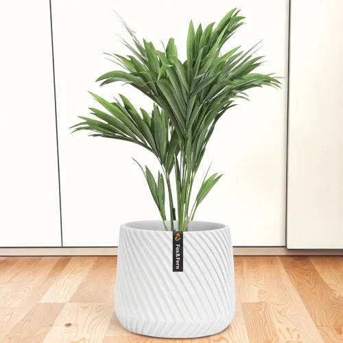 Miniatura 10 de Macetas de Fox & Fern – Ajuste perfecto a mediados del siglo moderno soporte para plantas – tapón de drenaje