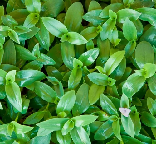 4 esquejes de judíos errantes verdes para cultivar - Judío errante fácil de cultivar, amigo errante, verde impresionante (4 esquejes)