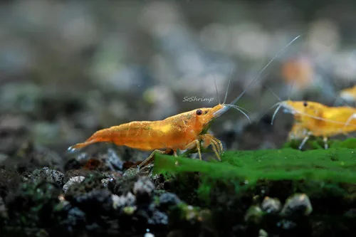 Miniatura 6 de Camarones vivos de acuario de agua dulce - Neocaridina (Carbon Rili, 10 unidades)