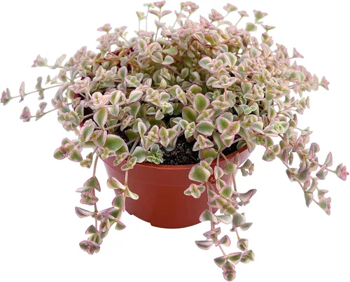 Sprout N Green Sedum Little Missy de 4 pulgadas, suculenta viva enraizada en maceta, planta de casa para el hogar, oficina, boda, decoración Sedum