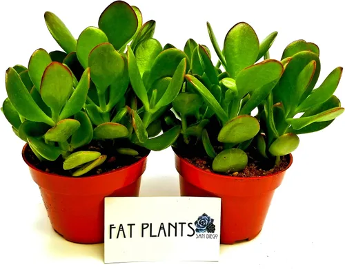 Fat Plants San Diego Plantas suculentas totalmente enraizadas en macetas de 4 pulgadas con tierra, suculentas reales en maceta/decoración única de