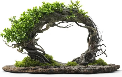 Árbol bonsái de arco de sauce: obtén 4 esquejes de sauce para plantar y entrena en el arco