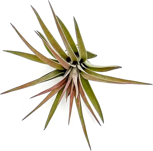 ragnaroc Plantas de Aire - Tillandsia Brachycaulos Abdita, Grande 4-6" - 1 unidad - Llegada Viva Garantizada - Plantas de Casa para Decoración del