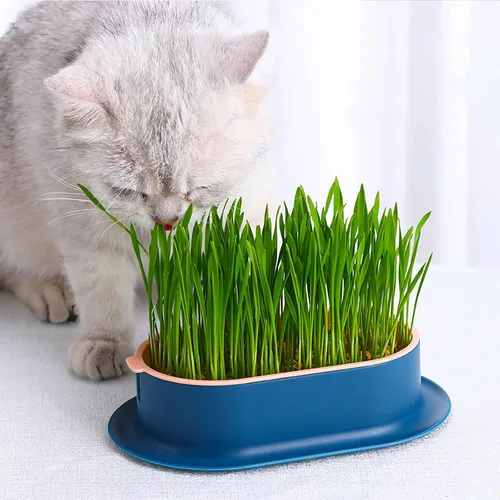 Miniatura 6 de Juego de 3 Macetas para Hierba de Gato, Bandeja de Brotes de Semillas de Hierba de Gato y Hierba de Trigo, Kit de Cultivo de Hierba para Gatos, Caja
