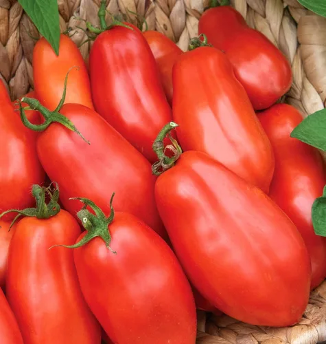 Burpee "San Marzano" Heirloom, Tomate para pasta, 75 semillas no transgénicas reliquia de San Marzano