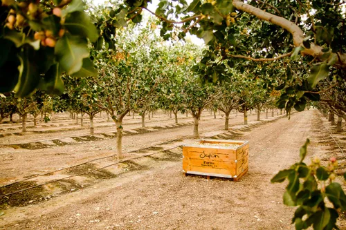 Miniatura 6 de Setton Farms Núcleos de pistacho sazonados naturalmente, sal y pimienta, pistachos sin cáscara, certificados sin OMG, sin gluten, veganos y kosher