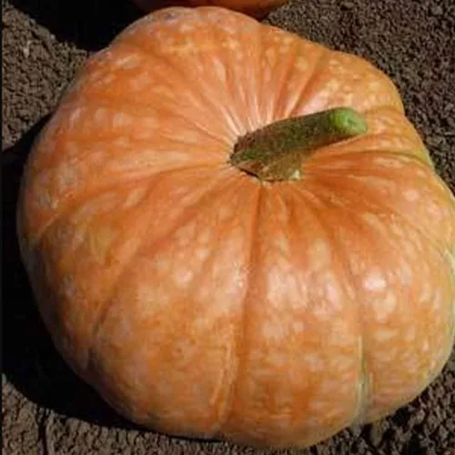 Semillas de calabaza Amish Pie – 0.14 oz ~ 25 semillas – Semillas tradicionales – Semillas de jardinería de granja y verduras – Calabaza de