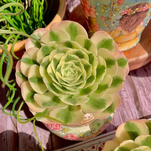 Miniatura 5 de Aeonium Maibakh - Kit de suculentas con maceta de plástico, planta viva de 3 pulgadas, tierra comprimida y guía, para escritorio de jardín y oficina