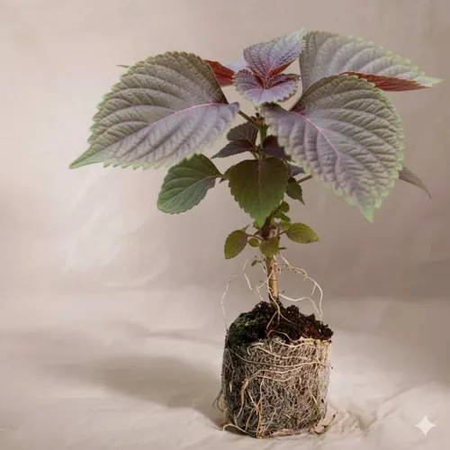 Miniatura 3 de Planta vietnamita Tia a Japonés Coreano Púrpura Shiso Perilla Plantas Hierba Asiática Heirloom No GMO (1)