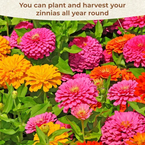 Miniatura 4 de Más de 16000 semillas de flores de Zinnia para mezcla de colores 2026-7+, alta tasa de germinación, perfectas para jardines, mezcla de semillas
